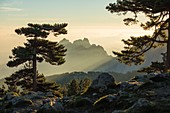 France, Corse du Sud, Quenza, Needles of Bavella from the Col de Bavella, Laricio de Corsica pine (Pinus nigra corsicana)