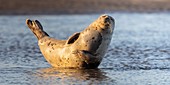 France, Pas de Calais, Cote d'Opale, Authie Bay, Berck sur mer, common seal (Phoca vitulina) resting on sandbanks at low tide