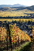 France, Haut Rhin, Sigolsheim, vineyards in autumn