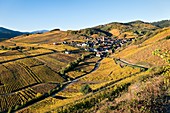 France, Haut Rhin, Niedermorschwihr, vineyards in autumn