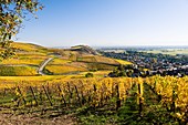 Frankreich, Haut Rhin, Turckheim, Weinberge im Herbst der Weinstraße