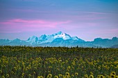 France, Ain, Mont Blanc view from a sunflower field