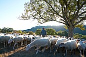 France, Lozere Marvejols Baptiste Barrere, breeder Lambs Lozere
