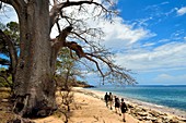 Frankreich, Insel Mayotte (französisches Übersee-Departement), Grande Terre, M'Tsamoudou, Landzunge Saziley, Wanderer auf dem Fernwanderweg rund um die Insel, Affenbrotbaum am Strand