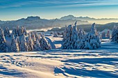 Frankreich, Haute Savoie, massive Bauges, über der Annecy-Grenze mit der Savoie, dem außergewöhnlichen Belvedere des Semnoz-Plateaus auf den Nordalpen, Sonnenaufgang auf vom Wind geformtem Schnee und massiven Bornes und des Mont Blanc