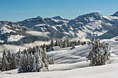 Frankreich, Haute Savoie, massive Bauges, oberhalb der Annecy-Grenze mit der Savoie, dem Semnoz-Plateau außergewöhnliches Belvedere auf den Nordalpen, Chalets Vernettes und Bauges