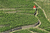 France, Rhone, Ampuis, vineyard AOC Cote Rotie, Domaine Guigal