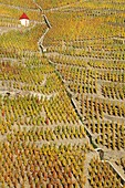 France, Rhone, Ampuis, vineyard AOC Cote Rotie