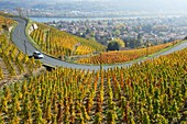 France, Rhone, Ampuis, vineyard AOC Cote Rotie