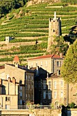 France, Ardeche, Tournon sur Rhone, the virgin tower (nineteenth), vineyard