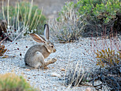 Schwarzschwanz-Jackrabbit (Lepus californicus), Joshua Tree-Nationalpark, Mojave-Wüste, Kalifornien, Vereinigte Staaten von Amerika, Nordamerika