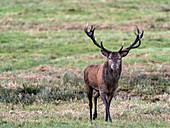 Red Deer, Killarney National Park, County Kerry, Munster, Republic of Ireland, Europe