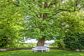 Old linden tree in the courtyard garden of Freising, Upper Bavaria, Bavaria, Germany
