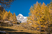 Herbstlicher Lärchenwald im Ködnitztal mit Großglockner (3.798 m), Kals am Großglockner, Osttirol, Tirol, Österreich