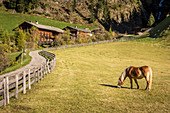 Haflinger horse and farm in Auservillgraten, Villgratental, East Tyrol, Tyrol, Austria