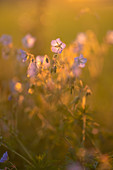 Wiesenstorchschnabel an einem sonnigen Sommerabend, Bayern, Deutschland, Europa