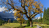 Der Kleine Ahornboden im Karwendel im Herbst, Hinterriß, Kleiner Ahornboden, Karwendel, Tirol, Österreich