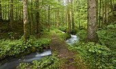 Magic forest near Hintersee, Berchtesgadener Land, Bavaria, Germany