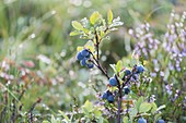 Blueberry, Lofoten, Nordland, Norway