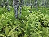 Ferns, Setesdal, Agder, Norway
