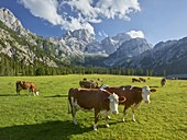 Cows on the Rontalalm, northern Karwendel range, Tyrol, Austria