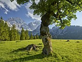 Ahornbäume, Rontalalm, nördliche Karwendelkette, Tirol, Österreich