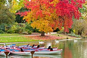 Frankreich, Paris, der Bois de Vincennes im Herbst, Daumesnilsee