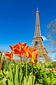 Frankreich, Paris, Gebiet, das von der UNESCO zum Weltkulturerbe erklärt wurde, der Eiffelturm im Frühjahr