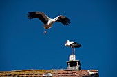 Frankreich, Haut Rhin, Elsass Weinstraße, Rouffach, Flugstorch