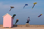 Frankreich, Pas de Calais, Opale Coast, Berck sur Mer, Berck sur Mer International Kite Meetings, während 9 Tagen begrüßt die Stadt 500 Kites aus der ganzen Welt für eines der wichtigsten Kite-Events der Welt