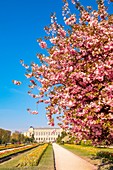 France, Paris, the Jardin des Plantes with a Japanese cherry blossom (Prunus serrulata) and the Grand Galerie of the Natural History Museum in the foreground
