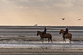France, Somme, Baie de Somme, Natural Reserve of the Baie de Somme, riders in the Baie de Somme on Henson horses, The Henson breed was created in Baie de Somme for the walk