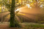 rance, Somme (80), Wald von Crécy, Crécy-en-Ponthieu, Der Wald von Crécy und seine Buchen, die für die Qualität ihres Holzes berühmt sind (Die Weißbuche von Crécy), im Frühherbst, während die Sonnenstrahlen den Nebel durchdringen