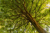 Frankreich, Somme (80), Wald von Crécy, Crécy-en-Ponthieu, bemerkenswerter Baum im Wald von Crécy - Buche - 'Das Schöne zu sehen'