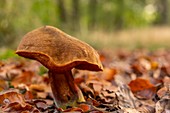 Frankreich, Somme (80), Wald von Crécy, Crécy-en-Ponthieu, Neoboletus luridiformis - Rotfuß-Steinpilz - Die Pilze des Waldes von Crécy im Herbst