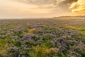 Frankreich, Somme, Somme-Bucht, Naturschutzgebiet der Somme-Bucht, Le Crotoy, Strände von Maye, Die Mollières der Somme-Bucht mit dem lila Meer in Blüte am frühen Morgen