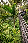 France, Caribbean, Lesser Antilles, Guadeloupe, Basse-Terre, Bouillante, Parc des Mamelles (Guadeloupe Zoo), canopy trek