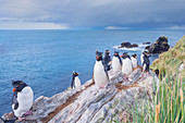 Gruppe von Felsenpinguinen (Eudyptes chrysocome chrysocome) auf einer felsigen Insel, East Falkland, Falklandinseln, Südamerika,