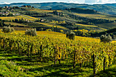 Ansicht des Tals von Panzano im Chianti, gemusterte Linien von Weinbergen, Zypressen und Olivenbäumen mit Bauernhäusern, Toskana, Italien, Europa