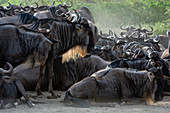 Gnus (Connochaetes taurinus), Ndutu, Naturschutzgebiet Ngorongoro, Serengeti, Tansania, Ostafrika, Afrika