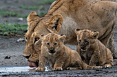 A lioness (Panthera leo) with its four week old cubs, Ndutu, Ngorongoro Conservation Area, Serengeti, Tanzania, East Africa, Africa
