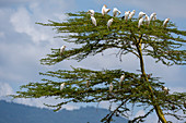 Cattle egrets (Bubulcus ibis), Lake Jipe, Tsavo West National Park, Kenya, East Africa, Africa