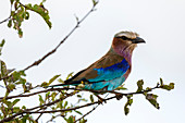 Fliederbrustwalze (Coracias caudata), Lualenyi, Tsavo-Schutzgebiet, Kenia, Ostafrika, Afrika