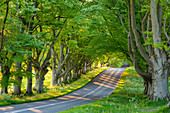 Beech tree avenue and road in morning sunlight in spring, Badbury Rings, Dorset, England, United Kingdom, Europe