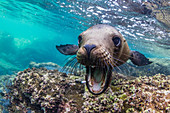 Kalifornischer Seelöwe (Zalophus californianus), unter Wasser bei Los Islotes, Baja California Sur, Mexiko, Nordamerika