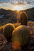 Endemischer Riesenfasskaktus (Ferocactus diguetii) auf Isla Santa Catalina, Baja California Sur, Mexiko, Nordamerika