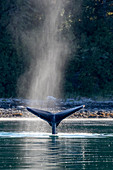 Adult humpback whale (Megaptera novaeangliae) flukes-up dive in Glacier Bay National Park, UNESCO World Heritage Site, Alaska, United States of America, North America