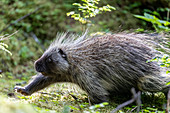 Adult North American porcupine (Erethizon dorsatum), running in Glacier Bay National Park, Alaska, United States of America, North America