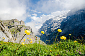 Yellow wildflowers in bloom during the hike towards Muttsee Hut on Kalktrittli path, Canton of Glarus, Switzerland, Europe