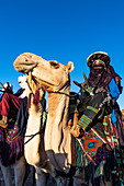 Traditional dressed Tuaregs on their camels, Oasis of Timia, Air Mountains, Niger, Africa